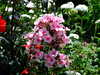 20090730031300-DSCF4460.JPG