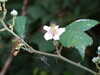 20090731081502-DSCF4477.JPG