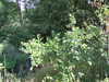 20090912122809-DSCF4495.JPG