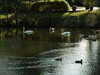 20090912163842-DSCF4526.JPG