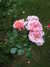 DSCF4675.JPG