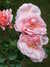 DSCF4676.JPG