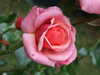 DSCF4679.JPG