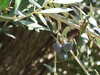 20091005151407-DSCF4824.JPG