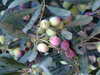 20091005164310-DSCF4851.JPG