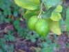 20091005165308-DSCF4865.JPG