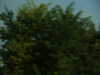 20091007092812-PICT6936.JPG