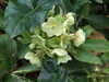 20100313123416-DSCF5311.JPG