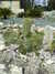 20100313123738-DSCF5313.JPG