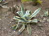 20100313123922-DSCF5317.JPG