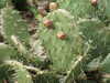 20100313123945-DSCF5319.JPG