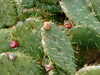 20100313124025-DSCF5321.JPG