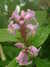 20100313124910-DSCF5333.JPG
