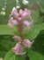 20100313124939-DSCF5334.JPG