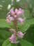 20100313124959-DSCF5335.JPG