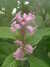 20100313125008-DSCF5336.JPG