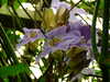 20100313125203-DSCF5340.JPG