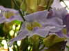 20100313125211-DSCF5341.JPG