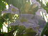 20100313125241-DSCF5342.JPG