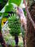 20100313125318-DSCF5345.JPG