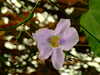 20100313125448-DSCF5349.JPG