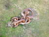 20100313144742-DSCF5363.JPG