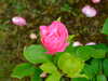 20100612072643-DSCF5455.JPG