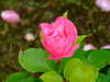 20100612072647-DSCF5456.JPG