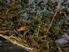 20100612072845-DSCF5460.JPG