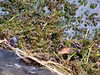 20100612072853-DSCF5461.JPG
