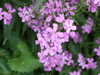 20100612130426-DSCF5478.JPG