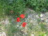 20100627092026-IMG_0458.JPG