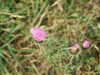 20100629170218-DSCF5523.JPG
