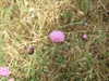 20100629170234-DSCF5524.JPG