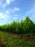 20100703173557-DSCF5701.JPG