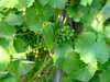 20100703173622-DSCF5702.JPG