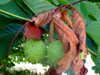 20100704162050-DSCF5709.JPG