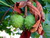 20100704162116-DSCF5711.JPG