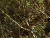 20100704172453-DSCF5734.JPG