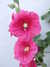 20100704204826-DSCF5754.JPG
