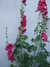 20100704204836-DSCF5756.JPG