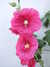 20100704204849-DSCF5757.JPG