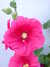 20100704204914-DSCF5759.JPG