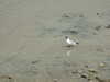 20100705150815-DSCF5786.JPG