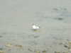 20100705150827-DSCF5787.JPG