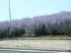 20100706164542-DSCF5807.JPG