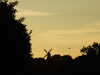 20100706211727-DSCF5820.JPG