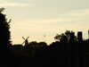 20100706211736-DSCF5821.JPG