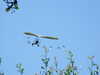 20100707114203-DSCF5854.JPG