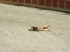 20100707153614-DSCF5997.JPG